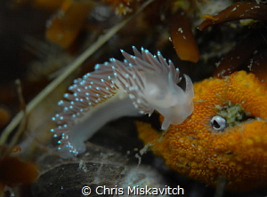 Nudibranch out for a little stroll by Chris Miskavitch 